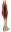 gastrocnemius.jpg